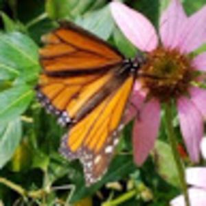 Meet your Posher, Teri